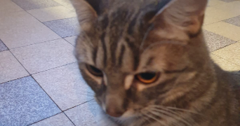 stephane pet sitter à CHANTRAINE 88000_1