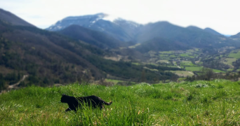 jade pet sitter à BOUVIERES 26460_1