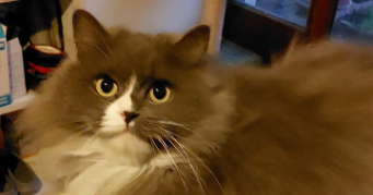 florence pet sitter à TORCY 77200_2