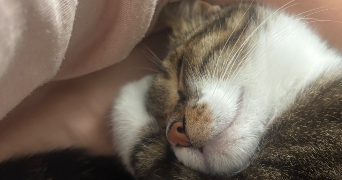 laurine pet sitter à ANNECY 74000_3