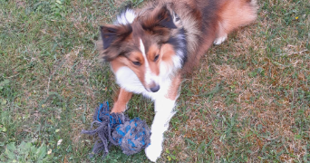 eléonore pet sitter à ARGENTAN 61200_5