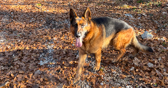 clara pet sitter à GEVREY CHAMBERTIN 21220_4
