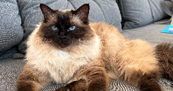 chloé pet sitter à ACIGNE 35690_3
