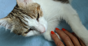 Melanie pet sitter à Saint-Egrève 38120_9