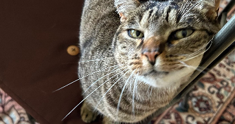 audrey pet sitter à Saint Sébastien sur loire 44230_2