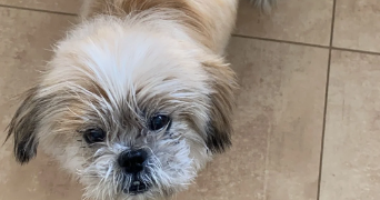 benjamin pet sitter à PONTAULT COMBAULT 77340_3