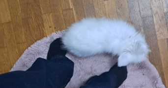 maryne pet sitter à LYON 07 69007_2