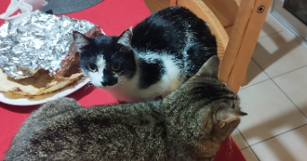 axelle pet sitter à PLUGUFFAN 29700_4