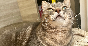 marine pet sitter à Bonne 74380_4