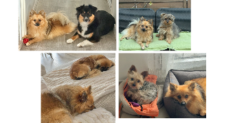 kamila pet sitter à ASNIERES SUR SEINE 92600_4