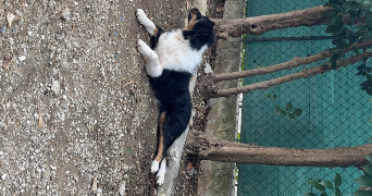 oceane pet sitter à Rocbaron 83136_4