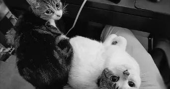 maud pet sitter à METZ 57000