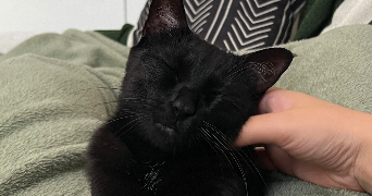 lana pet sitter à MARSEILLE 02 13002_3
