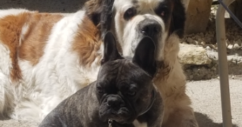 cédric pet sitter à BOLLENE 84500_8