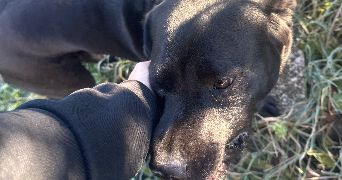 anaëlle pet sitter à CLERMONT FERRAND 63100_7