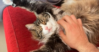 abdsalah pet sitter à AUBIERE 63170_0