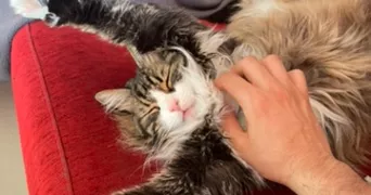 abdsalah pet sitter à AUBIERE 63170