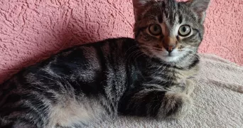 melissa pet sitter à DRUSENHEIM 67410