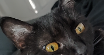 julie pet sitter à ST MAXIMIN LA STE BAUME 83470_1
