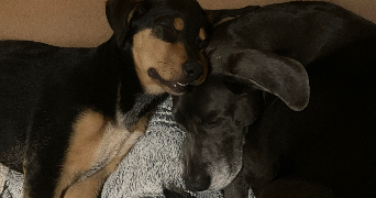 raphaël pet sitter à UFFHEIM 68510_2
