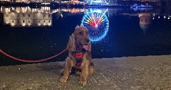 ashley pet sitter à TOULOUSE 31100_6