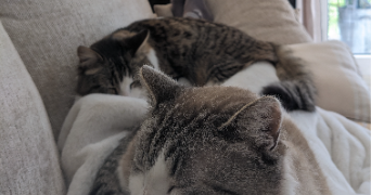 côme pet sitter à CHATENAY MALABRY 92290_3
