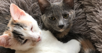 hélène pet sitter à ARRAS 62000_1
