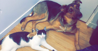 anaelle pet sitter à REIMS 51100_10