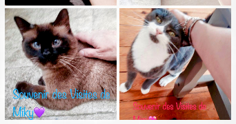 séverine  pet sitter à 59000 Lille 59000_6