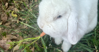 elsa pet sitter à VILLEPREUX 78450_7