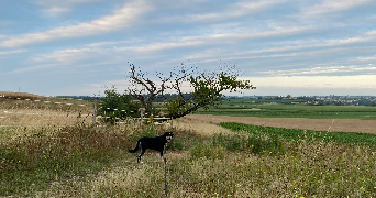 jacqueline dog sitter à LYON 09 69009_1