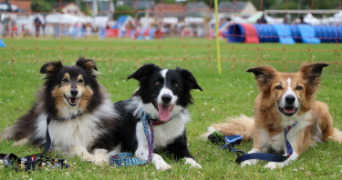 quentin pet sitter à CERGY 95800_3