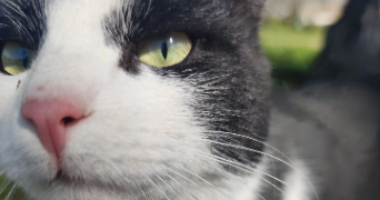 tracy pet sitter à ST GENIES DES MOURGUES 34160_1