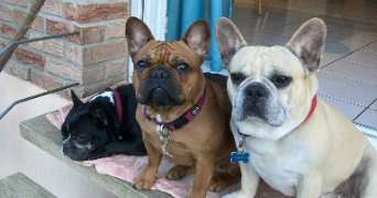 marie pet sitter à LILLE 59000_1