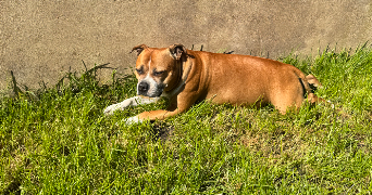 Lucas  pet sitter à Heiligenstein 67140_2