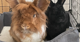 maeva  pet sitter à DIJON 21000_3