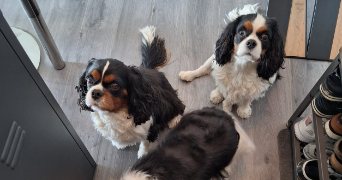 christelle pet sitter à CORBEIL ESSONNES 91100_3