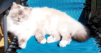 sylvie pet sitter à LUTTERBACH 68460_3
