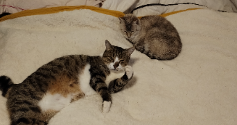 dominique pet sitter à AGEN 47000_3