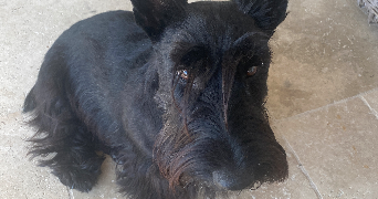 stephan pet sitter à DOMPIERRE SUR MER 17139_3