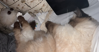 Carla pet sitter à COURBEVOIE 92400_0