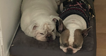 vilfeu pet sitter à PARIS 13 75013_1