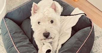 anne pet sitter à ST MAUR DES FOSSES 94100_3