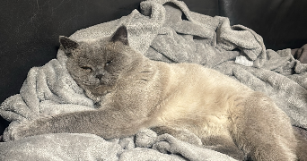 ikram pet sitter à IVRY SUR SEINE 94200_2