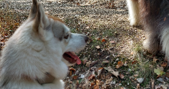 mélina pet sitter à VIC SUR CERE 15800_3