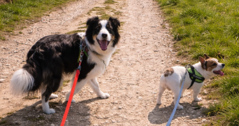 blandine pet sitter à SEPPOIS LE BAS 68580_1