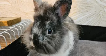 jennifer pet sitter à CAPPELLE LA GRANDE 59180