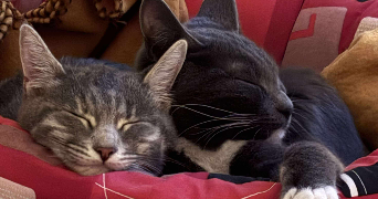 virginie pet sitter à BRIGNOLES 83170_5