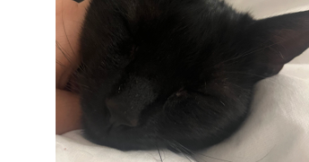 léa pet sitter à MORTEAU 25500_3