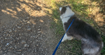 ambre pet sitter à PUSIGNAN 69330_2